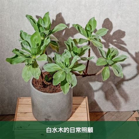 白水木如何繁殖|白水木如何塑型？白水木照顧指南：風水擺放、修剪方。